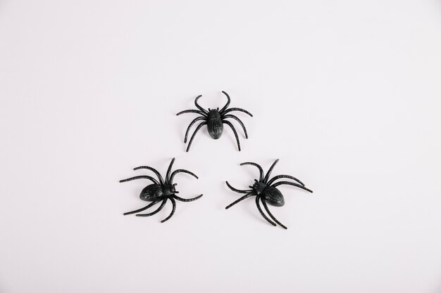 Araignées couchées sur fond blanc