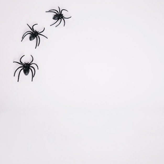 Araignées noires sur fond blanc