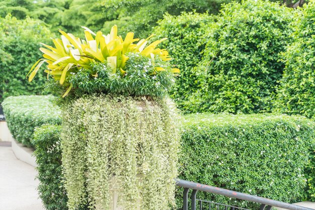 Arbre de bouquet en pot