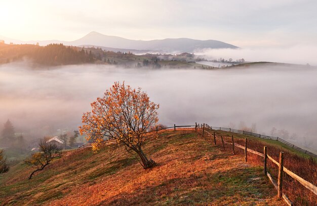 Arbre brillant sur une pente de colline avec poutres ensoleillées à la vallée de montagne couverte de brouillard.