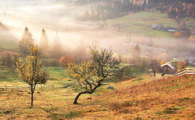 Arbre brillant sur une pente de colline avec poutres ensoleillées à la vallée de montagne couverte de brouillard.