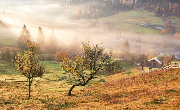 Arbre brillant sur une pente de colline avec poutres ensoleillées à la vallée de montagne couverte de brouillard.