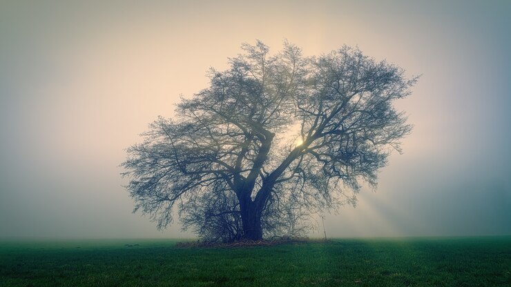 Photo gratuit arbre sur champ d'herbe verte