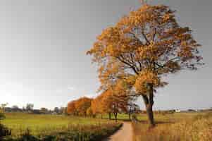 Photo gratuite arbre sur un chemin de terre