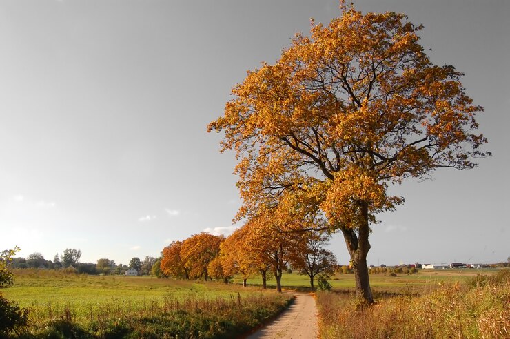Photo gratuit arbre sur un chemin de terre