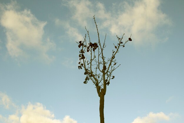 arbre dans le ciel