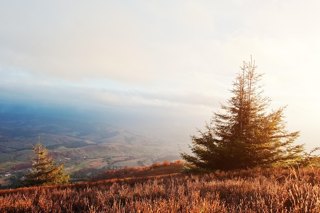 Arbre du nouvel an avec du givre au lever du soleil majestueux dans le paysage des montagnes