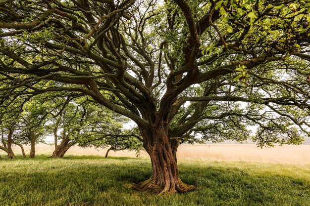 Arbre avec un énorme tronc d'arbre dans un champ