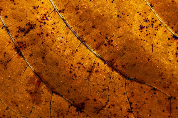 Photo gratuite arbre feuille étroite