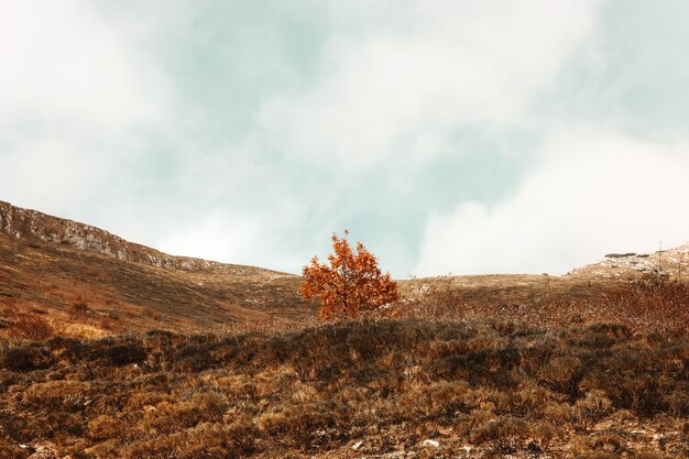 Arbre à feuilles d'oranger au centre d'un terrain vague