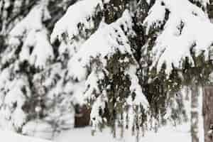 Photo gratuite arbre à feuilles persistantes dans la neige