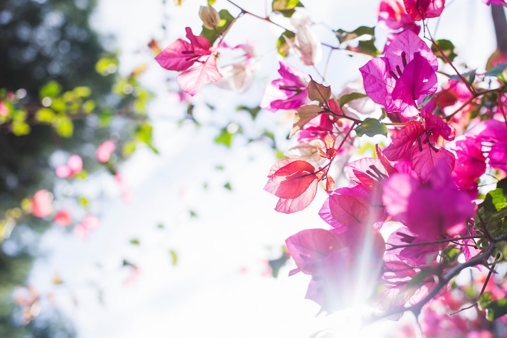 Photo gratuit arbre en fleur avec les rayons du soleil