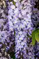 Photo gratuite arbre de glycine en fleurs gros plan fond naturel