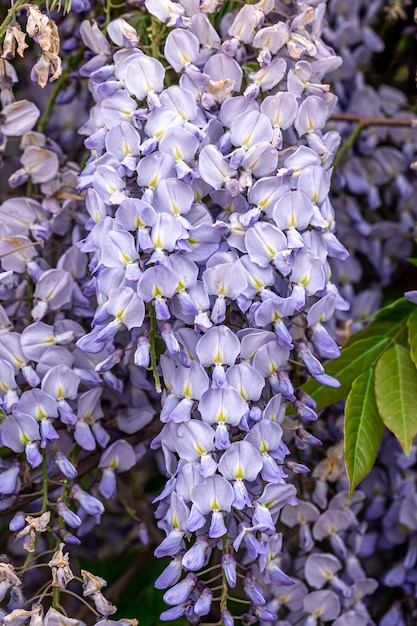 Arbre de glycine en fleurs gros plan fond naturel