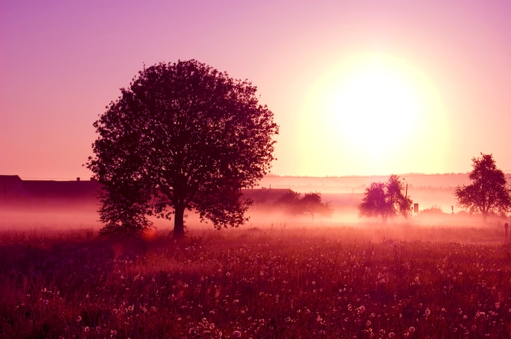 Photo gratuit arbre avec un grand soleil