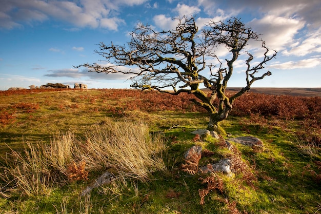 Arbre isolé sur la savane