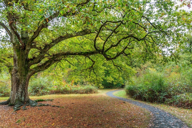 Arbre avec de larges branches et feuilles vertes à côté d'un chemin sinueux dans les bois