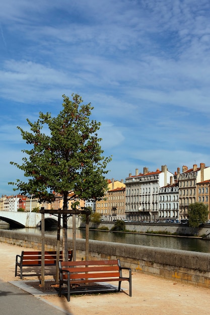 Arbre de Lyon