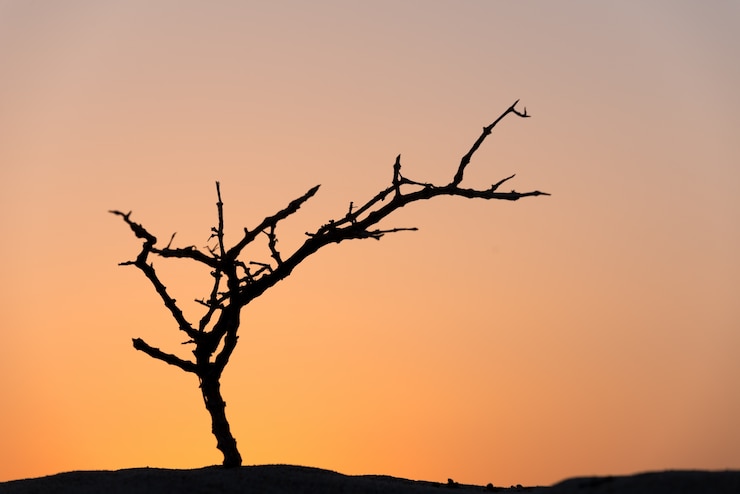 Photo gratuit arbre mort dans le désert