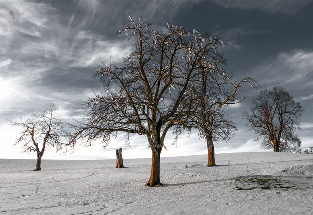 Arbre nu dans le champ