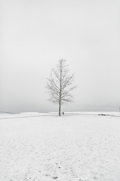 Arbre nu dans une zone enneigée sous le ciel clair