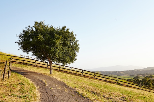 Arbre par chemin de terre