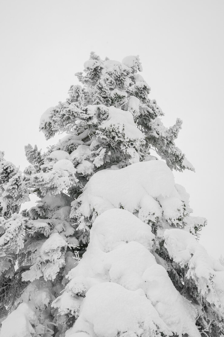 Photo gratuit arbre recouvert de neige sur le jour de l&#39;orage d&#39;hiver dans les montagnes forestières
