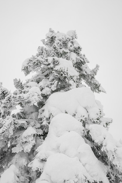 Arbre recouvert de neige sur le jour de l&#39;orage d&#39;hiver dans les montagnes forestières