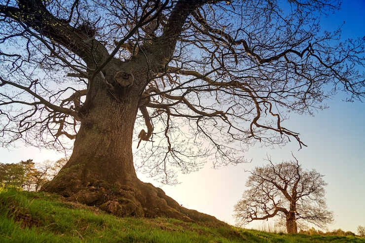 Photo gratuit arbre sans feuilles