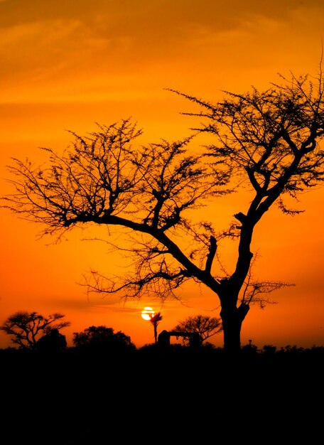 arbre sec au coucher du soleil