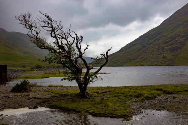 Arbre seul balayé par le vent à Doo Lough, comté de Mayo, République d'Irlande