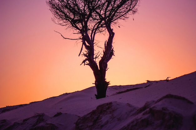 Arbre solitaire au coucher du soleil