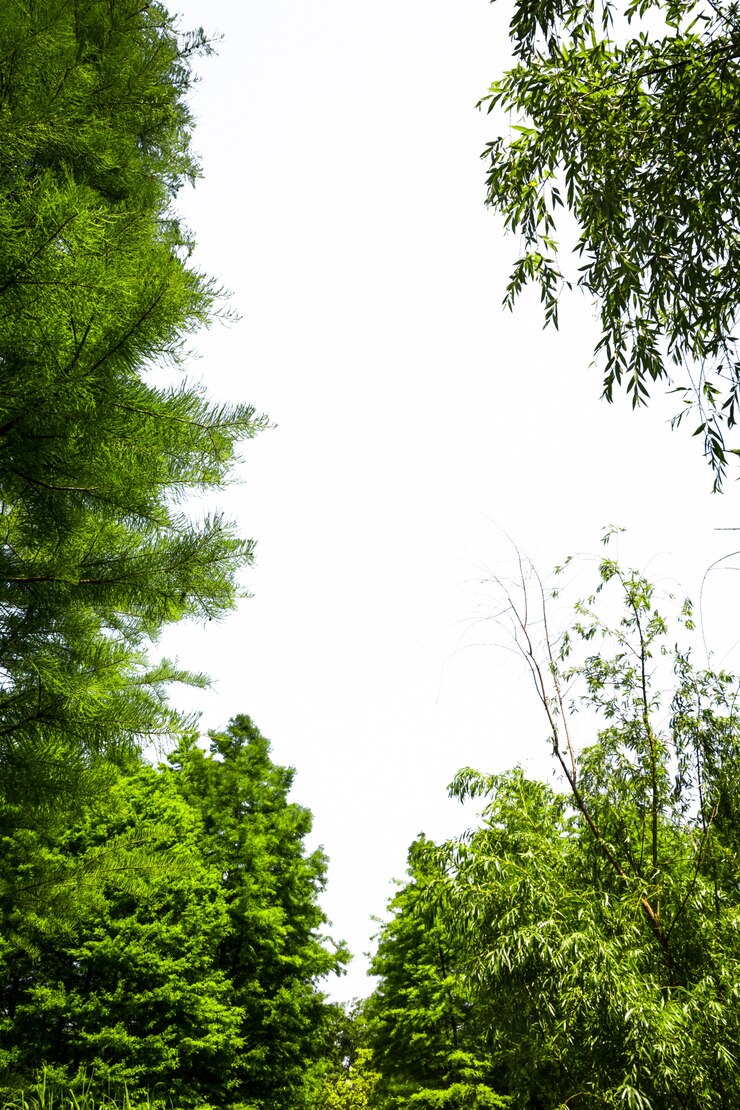 Arbre vert avec fond blanc