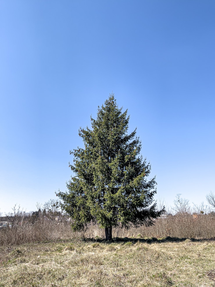 Photo gratuit arbre vivant moelleux dans une zone ouverte contre le ciel.