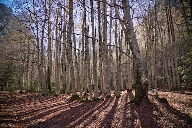 Arbres d&#39;automne dans le parc national d&#39;Ordesa, Pyrénées, Huesca, Aragon, Espagne