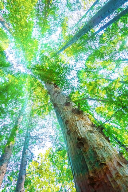 Photo gratuite arbres aux feuilles vertes