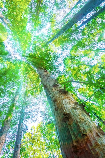 Arbres aux feuilles vertes