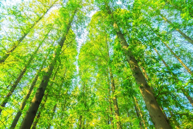 Arbres aux feuilles vertes