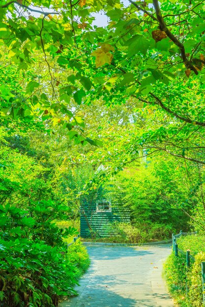 Arbres aux feuilles vertes