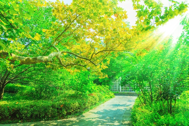 Arbres aux feuilles vertes