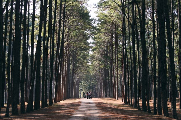 Arbres boisés de la forêt rétroéclairés par la lumière ensoleillée d&#39;or avant le coucher du soleil avec des rayons de soleil versant à travers les arbres sur le sol de la forêt éclairant les branches d&#39;arbres. Photos de style effet effet vintage.