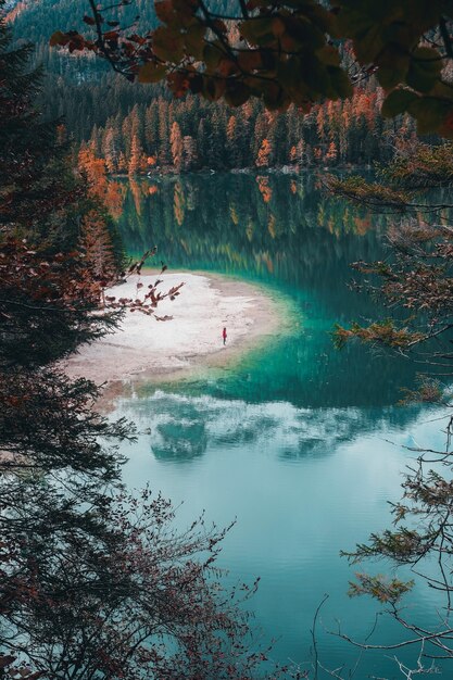 Arbres bruns au bord du lac pendant la journée