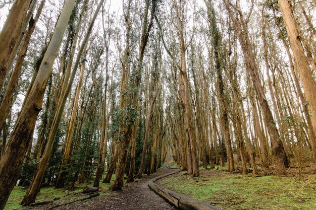 Arbres bruns sur champ d'herbe verte pendant la journée