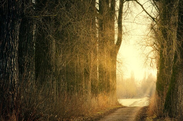 Arbres bruns sur un chemin de terre brun pendant la journée