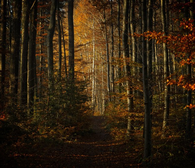 Arbres bruns sur sol brun