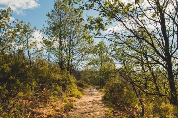 Arbres et chemin