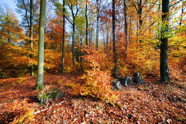 Les arbres sur une colline