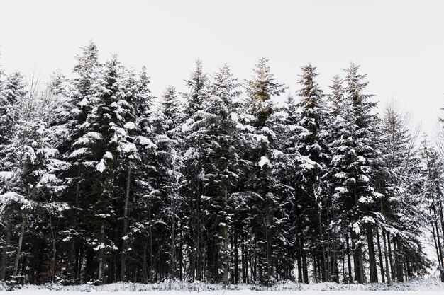 Arbres de conifères enneigés en forêt