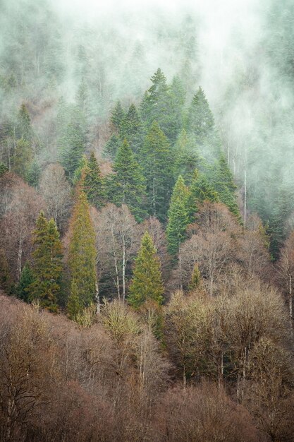 Arbres côte à côte dans la forêt couverte par la brume rampante