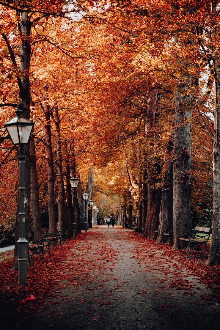 Photo gratuit arbres à côté de poteaux lumineux